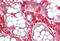 Tubulin Alpha 1b antibody, MBS249064, MyBioSource, Immunohistochemistry frozen image 