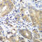 Cyclin Dependent Kinase 1 antibody, 18-647, ProSci, Immunohistochemistry frozen image 