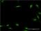 HEXIM P-TEFb Complex Subunit 1 antibody, H00010614-M01, Novus Biologicals, Immunocytochemistry image 