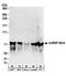 Heterogeneous Nuclear Ribonucleoprotein M antibody, A303-910A, Bethyl Labs, Western Blot image 