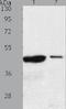 Arylacetamide Deacetylase Like 4 antibody, TA323429, Origene, Western Blot image 