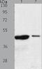 Arylacetamide Deacetylase Like 4 antibody, TA323429, Origene, Western Blot image 