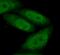 Interferon regulatory factor 2-binding protein 2 antibody, FNab04388, FineTest, Immunofluorescence image 