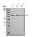 Cell division control protein 45 homolog antibody, M01367-2, Boster Biological Technology, Western Blot image 