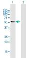 Tubulin Folding Cofactor E antibody, H00006905-D01P, Novus Biologicals, Western Blot image 