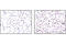 Lamin A/C antibody, 2035S, Cell Signaling Technology, Immunohistochemistry paraffin image 