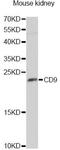 CD9 Molecule antibody, MBS126485, MyBioSource, Western Blot image 