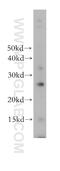 Ecotropic Viral Integration Site 2A antibody, 17415-1-AP, Proteintech Group, Western Blot image 