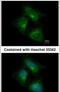 CDK5 Regulatory Subunit Associated Protein 1 antibody, PA5-29393, Invitrogen Antibodies, Immunofluorescence image 