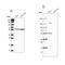 ClpB Homolog, Mitochondrial AAA ATPase Chaperonin antibody, NBP1-83703, Novus Biologicals, Western Blot image 