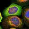 Striatin 3 antibody, NBP1-80762, Novus Biologicals, Immunofluorescence image 