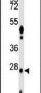 C8orf32 antibody, PA5-12414, Invitrogen Antibodies, Western Blot image 