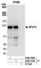 Nuclear factor of activated T-cells, cytoplasmic 4 antibody, A302-770A, Bethyl Labs, Immunoprecipitation image 