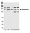 Intersectin 1 antibody, NBP1-71832, Novus Biologicals, Western Blot image 