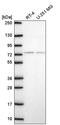 E4F Transcription Factor 1 antibody, PA5-67167, Invitrogen Antibodies, Western Blot image 