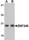 Zinc Finger Protein 346 antibody, LS-B6981, Lifespan Biosciences, Western Blot image 