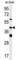 Mitochondrial Elongation Factor 1 antibody, abx032559, Abbexa, Western Blot image 