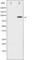 Ribosomal Protein S6 Kinase A5 antibody, abx010392, Abbexa, Western Blot image 