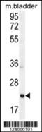 Achaete-Scute Family BHLH Transcription Factor 2 antibody, 55-538, ProSci, Western Blot image 