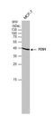 Flap Structure-Specific Endonuclease 1 antibody, NB100-150, Novus Biologicals, Western Blot image 