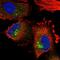 Pleckstrin Homology Domain Containing A3 antibody, PA5-56953, Invitrogen Antibodies, Immunofluorescence image 