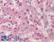 Alpha-1-acid glycoprotein 1 antibody, LS-B400, Lifespan Biosciences, Immunohistochemistry frozen image 