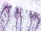 G Protein-Coupled Receptor 82 antibody, NLS2706, Novus Biologicals, Immunohistochemistry frozen image 