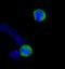 Centromere Protein F antibody, A301-611A, Bethyl Labs, Immunocytochemistry image 