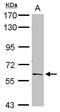 Polypyrimidine Tract Binding Protein 2 antibody, GTX116703, GeneTex, Western Blot image 