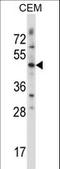 Wnt Family Member 3 antibody, LS-C160631, Lifespan Biosciences, Western Blot image 