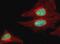 Heterogeneous nuclear ribonucleoprotein L antibody, PA5-19599, Invitrogen Antibodies, Immunofluorescence image 