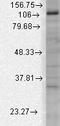 Potassium Calcium-Activated Channel Subfamily U Member 1 antibody, LS-C231587, Lifespan Biosciences, Western Blot image 