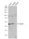 Basic Leucine Zipper Nuclear Factor 1 antibody, NBP2-15596, Novus Biologicals, Western Blot image 