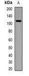 Nucleotide Binding Oligomerization Domain Containing 1 antibody, abx141604, Abbexa, Western Blot image 