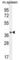 Tetraspan membrane protein of hair cell stereocilia antibody, abx025709, Abbexa, Western Blot image 