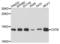 Cystatin B antibody, LS-C332816, Lifespan Biosciences, Western Blot image 