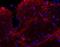 MAP2 antibody, NB100-98717, Novus Biologicals, Immunocytochemistry image 