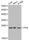 Inosine Triphosphatase antibody, PA5-75999, Invitrogen Antibodies, Western Blot image 