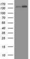 TATA-Box Binding Protein Associated Factor 2 antibody, NBP2-01967, Novus Biologicals, Western Blot image 