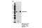 Nuclear Factor, Interleukin 3 Regulated antibody, 14312S, Cell Signaling Technology, Immunoprecipitation image 