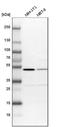 C-Terminal Src Kinase antibody, NBP1-85951, Novus Biologicals, Western Blot image 