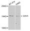 Caveolin 3 antibody, STJ110389, St John