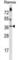 Mitochondrial Ribosome Associated GTPase 1 antibody, abx028983, Abbexa, Western Blot image 