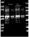 Protein A antibody, orb344223, Biorbyt, Western Blot image 