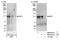 E4F Transcription Factor 1 antibody, NB100-2871, Novus Biologicals, Western Blot image 