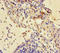 Cystatin B antibody, A52620-100, Epigentek, Immunohistochemistry paraffin image 