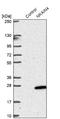 Sodium/Potassium Transporting ATPase Interacting 4 antibody, NBP1-90809, Novus Biologicals, Western Blot image 