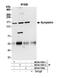 Symplekin antibody, NB100-74591, Novus Biologicals, Western Blot image 
