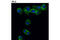 Neurofibromin 2 antibody, 12888S, Cell Signaling Technology, Immunocytochemistry image 