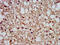 SLAIN Motif Family Member 1 antibody, CSB-PA850864LA01HU, Cusabio, Immunohistochemistry frozen image 